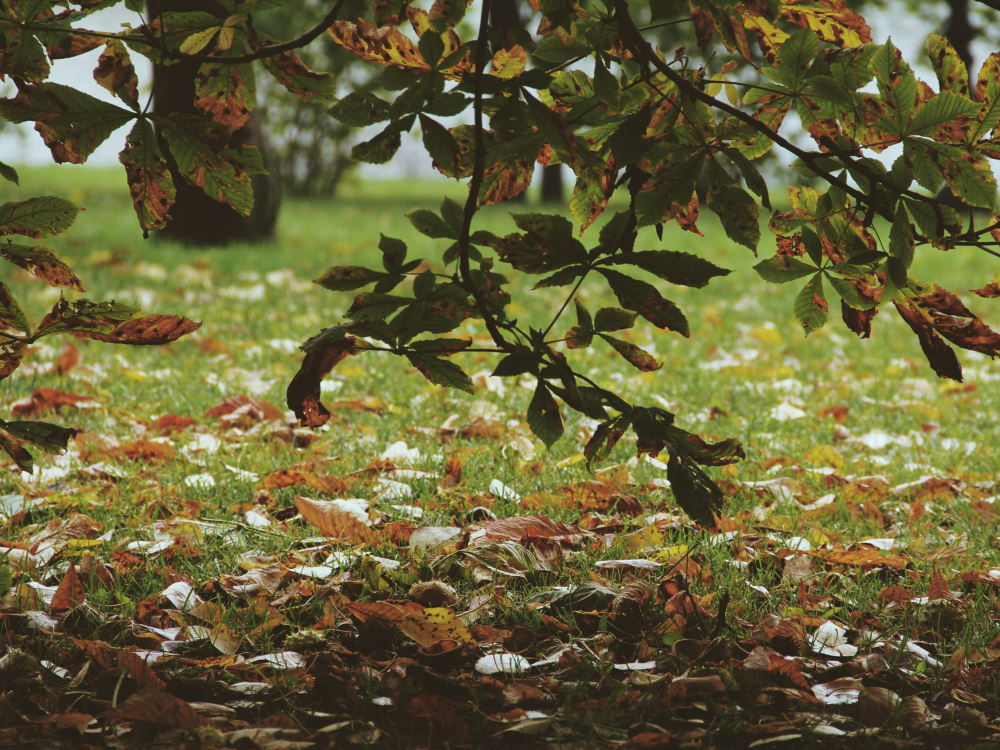 Ein Ast mit herbstlich gefärbten Blättern hängt auf eine Wiese, die mit herabgefallenen Blättern bedeckt ist.