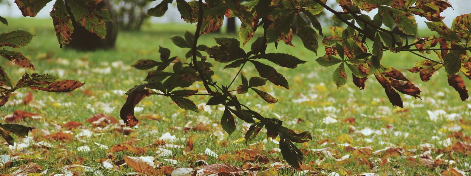Ein Ast mit herbstlich gefärbten Blättern hängt auf eine Wiese, die mit herabgefallenen Blättern bedeckt ist.